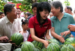 今日吃瓜 瓜农,今日吃瓜，瓜香四溢